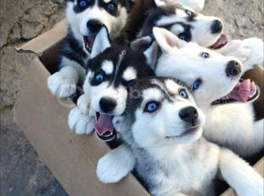 Safkan A Kalitede Husky Sibirya Kurdu Yavrularımız görsel