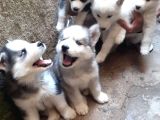 Safkan A Kalitede Husky Sibirya Kurdu Yavrularımız
