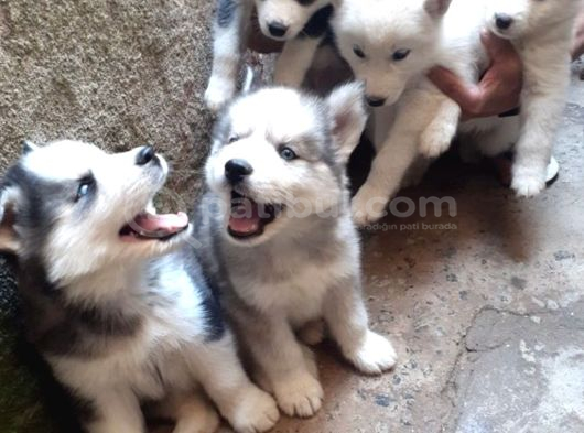 Safkan A Kalitede Husky Sibirya Kurdu Yavrularımız görsel