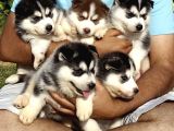 Safkan A Kalitede Husky Sibirya Kurdu Yavrularımız