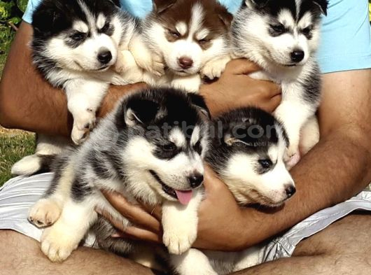 Safkan A Kalitede Husky Sibirya Kurdu Yavrularımız görsel