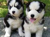 Safkan A Kalitede Husky Sibirya Kurdu Yavrularımız