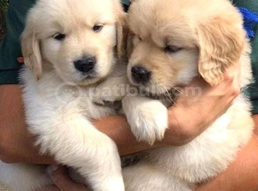 Baby Face Golden Retriever Dişi Erkek Bebeklerimiz görsel