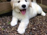 Baby Face Golden Retriever Dişi Erkek Bebeklerimiz