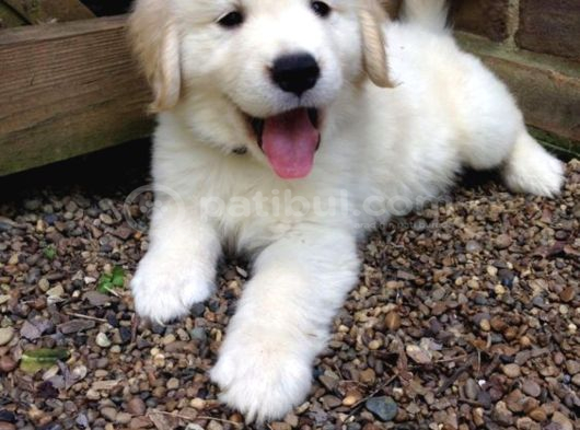 Baby Face Golden Retriever Dişi Erkek Bebeklerimiz görsel