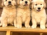 Baby Face Golden Retriever Dişi Erkek Bebeklerimiz