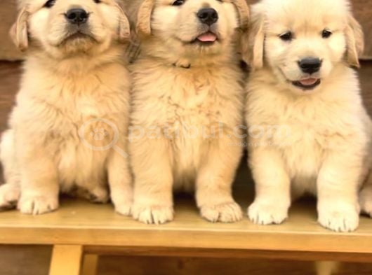 Baby Face Golden Retriever Dişi Erkek Bebeklerimiz görsel