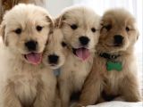 Baby Face Golden Retriever Dişi Erkek Bebeklerimiz