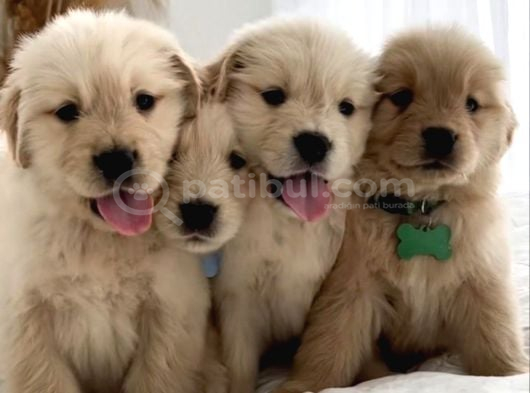 Baby Face Golden Retriever Dişi Erkek Bebeklerimiz görsel