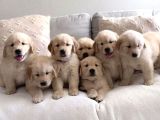 Baby Face Golden Retriever Dişi Erkek Bebeklerimiz