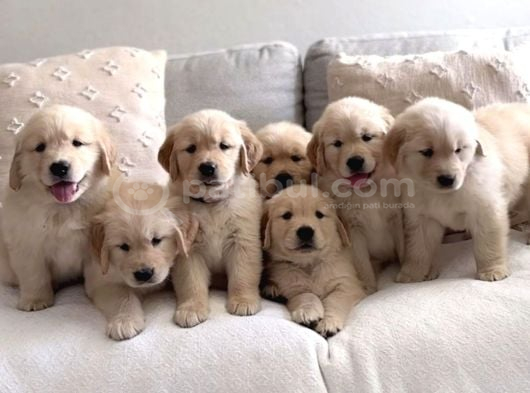 Baby face golden retriever dişi erkek bebeklerimiz