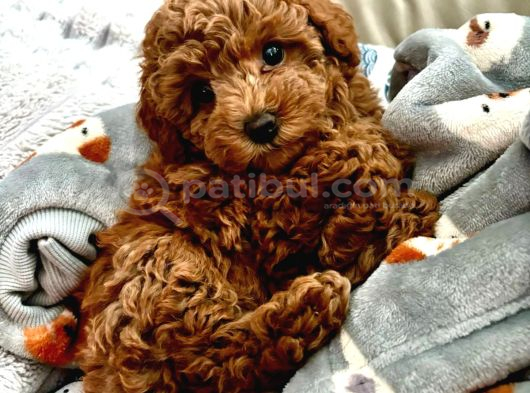 Irk Garanti̇li̇ Toy Poodle görsel