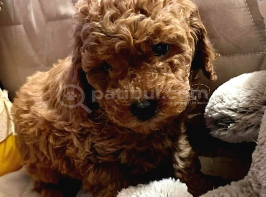 IRK GARANTİLİ TOY POODLE