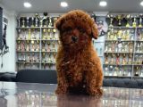 Eli̇t Toy Poodle Yavrularimiz