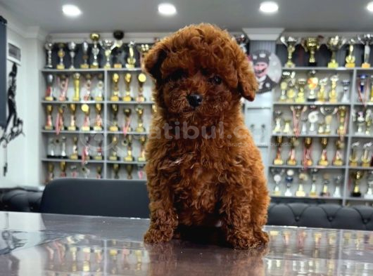 Eli̇t Toy Poodle Yavrularimiz görsel