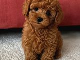 Bebek Toy Poodle