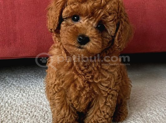 Bebek Toy Poodle