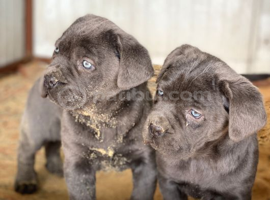 Üst Sevi̇ye Cane Corsa Yavrulari görsel
