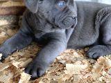 Üst Sevi̇ye Cane Corsa Yavrulari