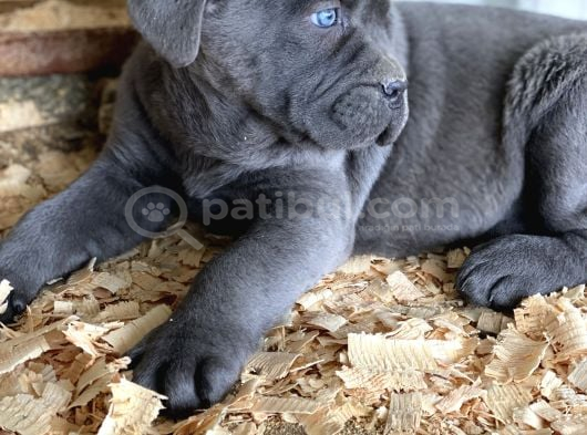 Üst Sevi̇ye Cane Corsa Yavrulari görsel