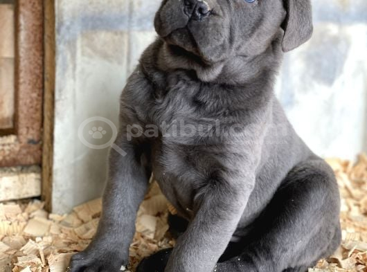 ÜST SEVİYE CANE CORSA YAVRULARI