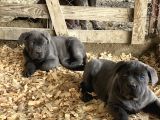 Üst Sevi̇ye Cane Corsa Yavrulari
