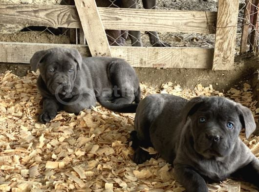Üst Sevi̇ye Cane Corsa Yavrulari görsel