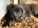 Üst Sevi̇ye Cane Corsa Yavrulari