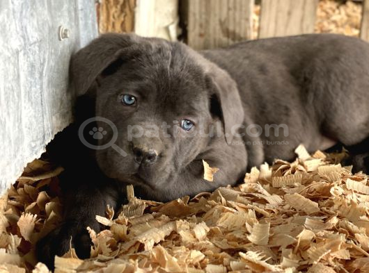 Üst Sevi̇ye Cane Corsa Yavrulari görsel
