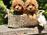 Eli̇t Toy Poodle Yavrularimiz