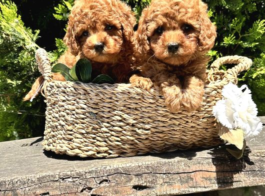 Eli̇t Toy Poodle Yavrularimiz görsel