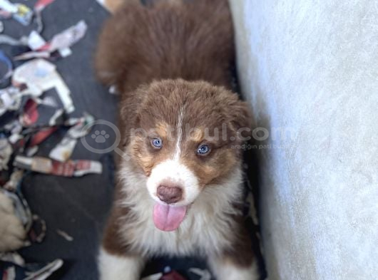 Avusturalya Shepherd görsel