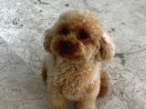 2 Yaşında Eğitimli Toy Poodle