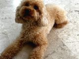 2 Yaşında Eğitimli Toy Poodle