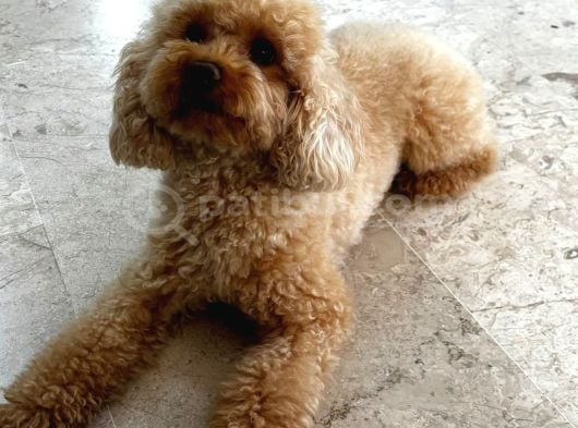 2 Yaşında Eğitimli Toy Poodle