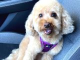 2 Yaşında Eğitimli Toy Poodle