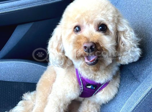 2 Yaşında Eğitimli Toy Poodle görsel
