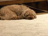 2 Yaşında Eğitimli Toy Poodle