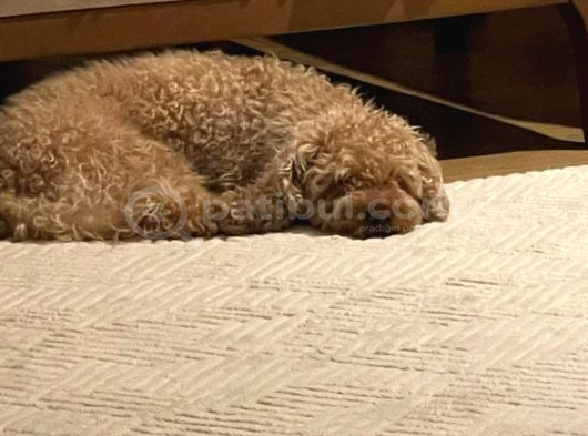 2 Yaşında Eğitimli Toy Poodle görsel