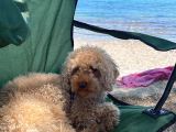2 Yaşında Eğitimli Toy Poodle
