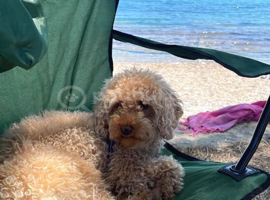 2 Yaşında Eğitimli Toy Poodle görsel