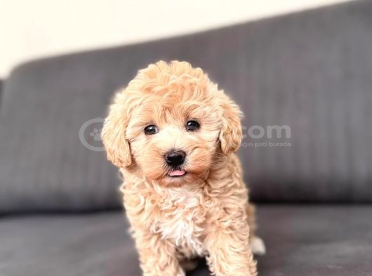 Sevimli Maltipoo yavrumuz yeni yuvasını arıyor Çok oyunc