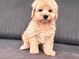 Sevimli Maltipoo Yavrumuz Yeni Yuvasını Arıyor Çok Oyunc