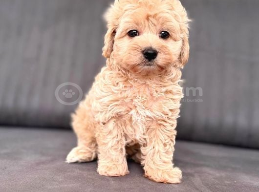Sevimli Maltipoo Yavrumuz Yeni Yuvasını Arıyor Çok Oyunc görsel