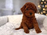Garanti̇li̇ Toy Poodle Yavulari