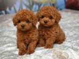Garanti̇li̇ Toy Poodle Yavulari