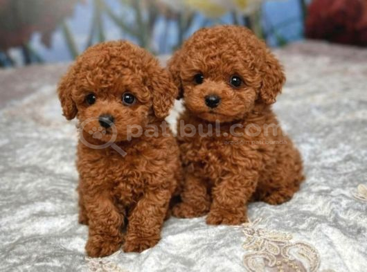 Garanti̇li̇ Toy Poodle Yavulari görsel