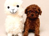 GARANTİLİ TOY POODLE YAVULARI
