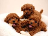 Garanti̇li̇ Toy Poodle Yavulari