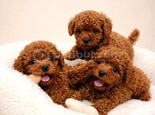 Garanti̇li̇ Toy Poodle Yavulari görsel
